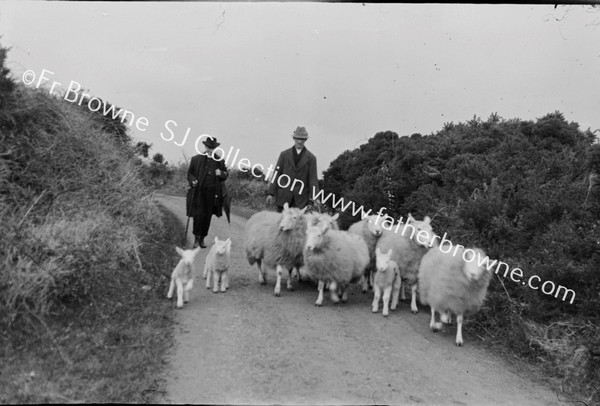 AN IRISH 'MOB' OF SHEEP